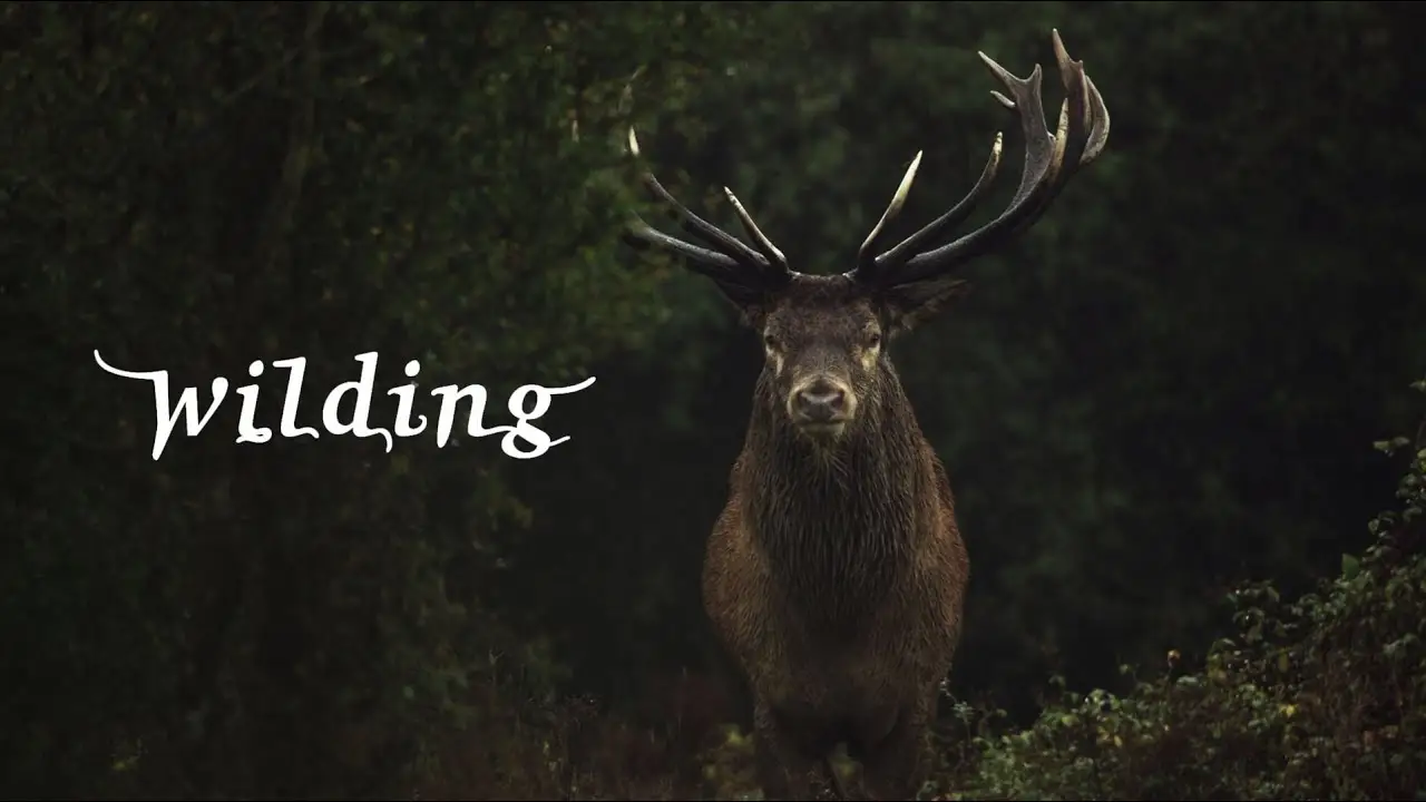 Wilding — trailer