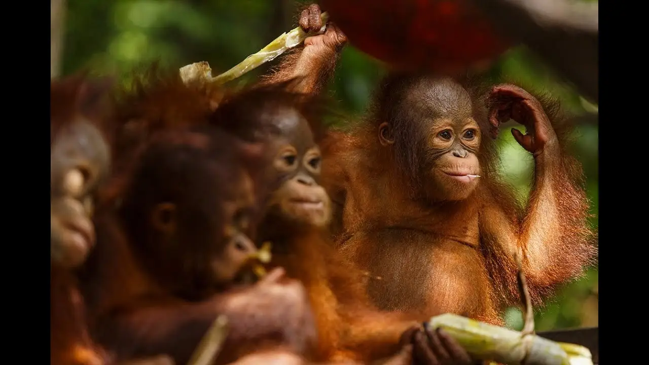 Orangutan Jungle School — трейлер