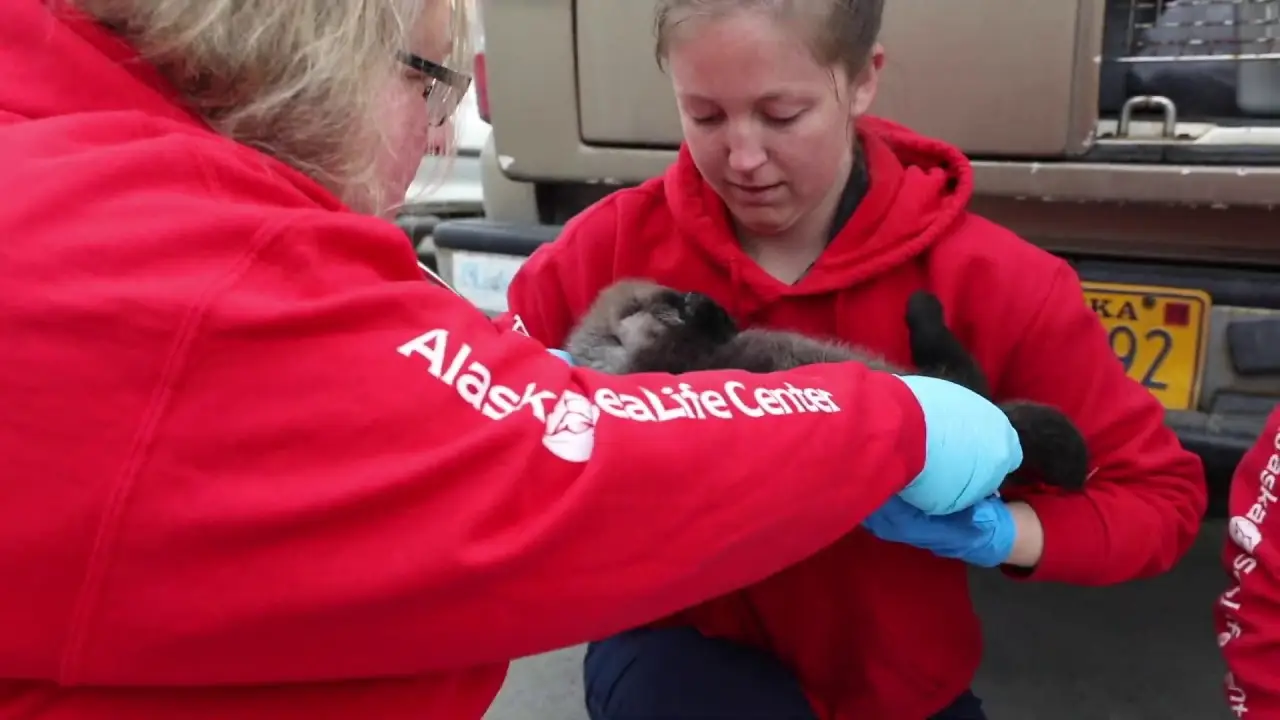 Alaska Animal Rescue — трейлер