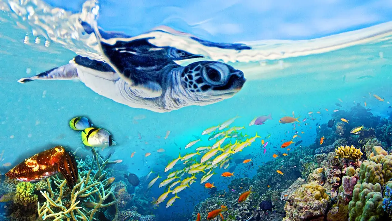 Great Barrier Reef — trailer