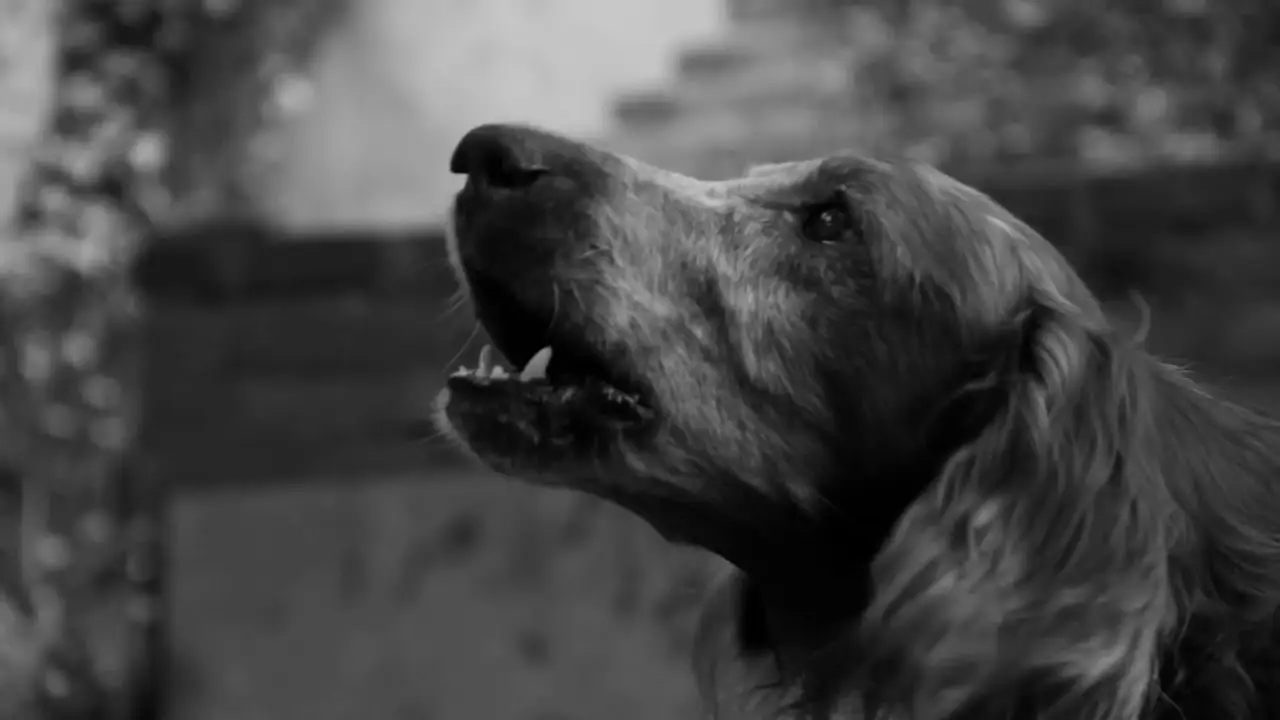 Connatural — trailer