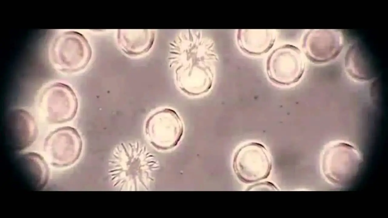 Alaska, Sir! — trailer
