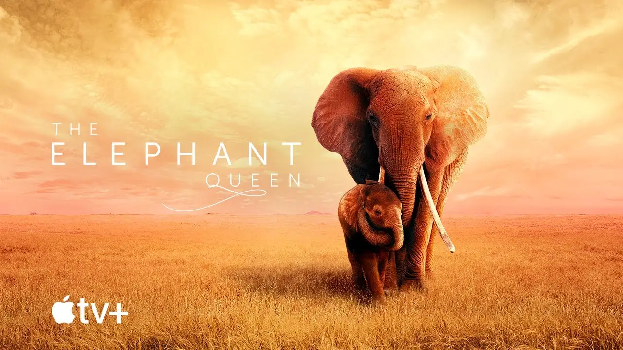 The Elephant Queen — трейлер