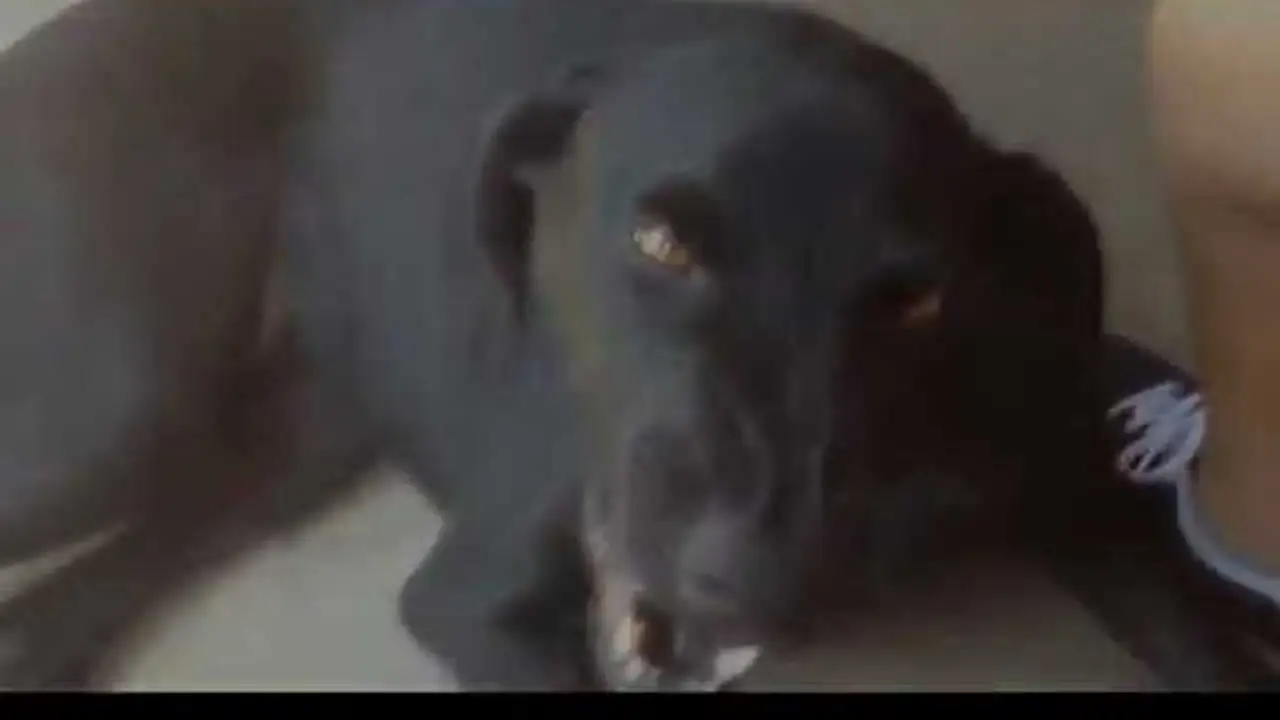 Killer-Dog — trailer