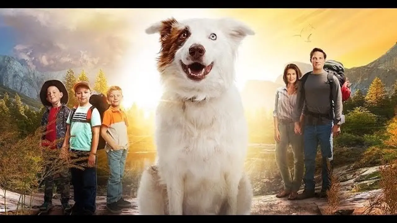 The Stray — trailer