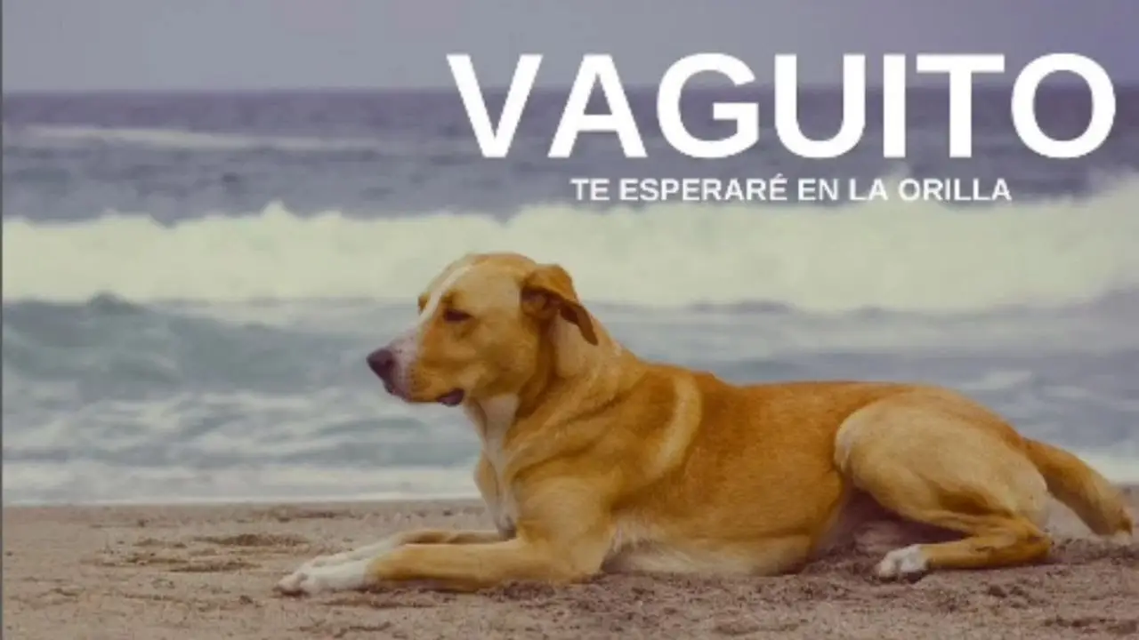 Vaguito — trailer