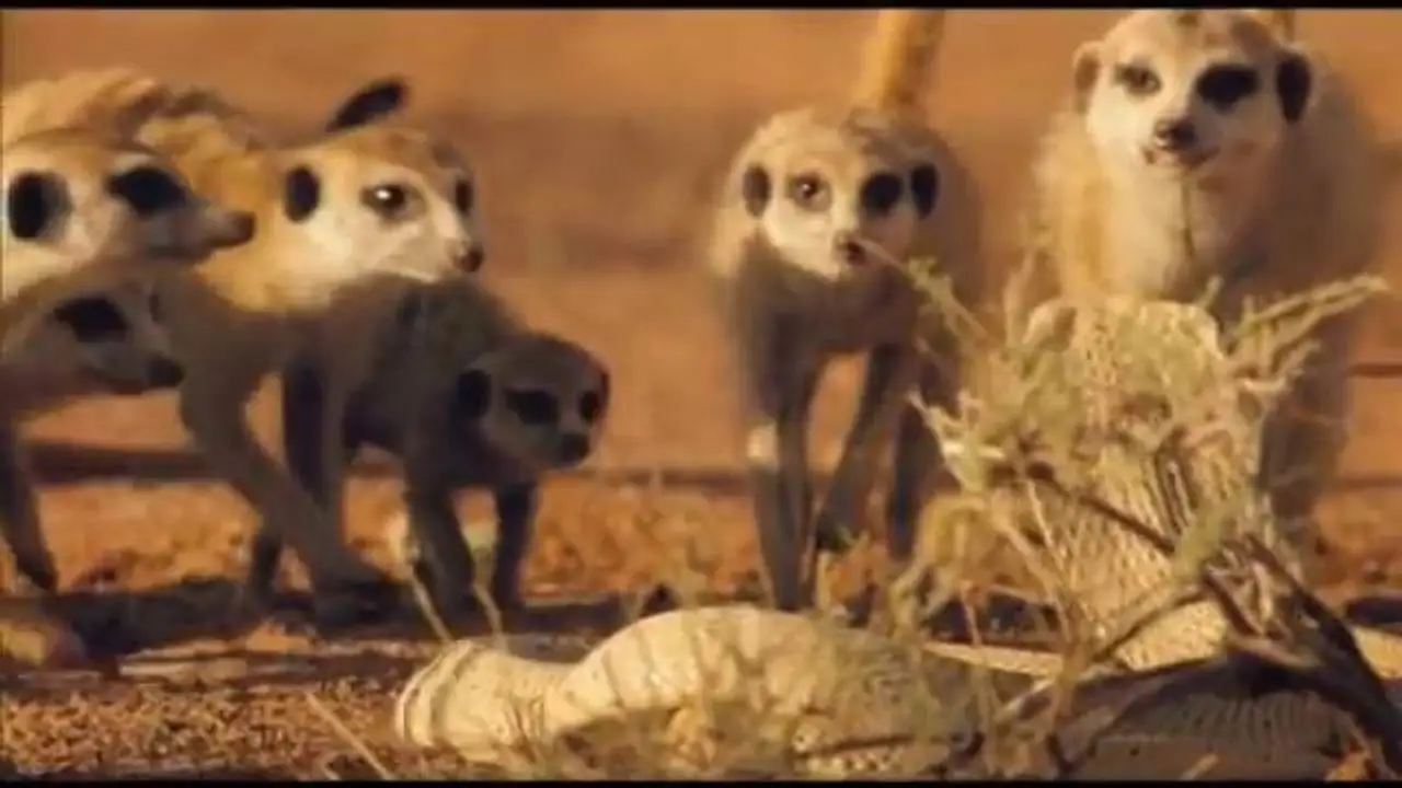 The Meerkats — trailer