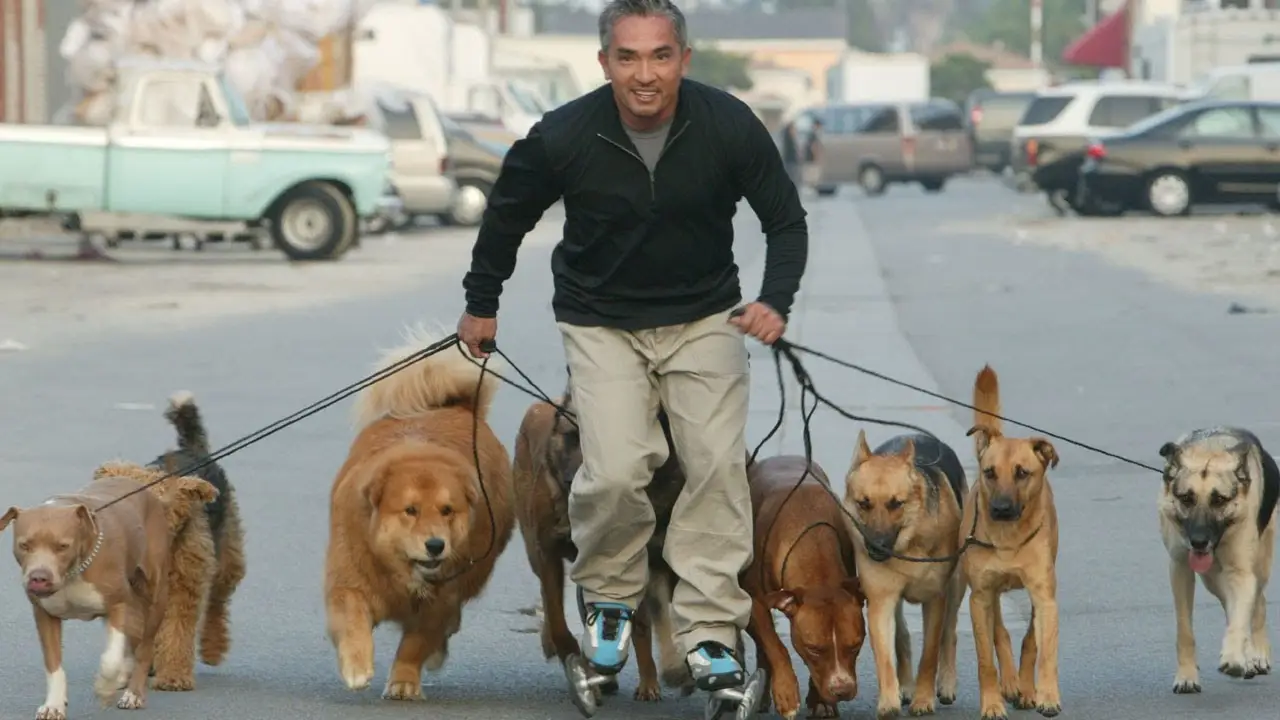 El encantador de perros — tráiler