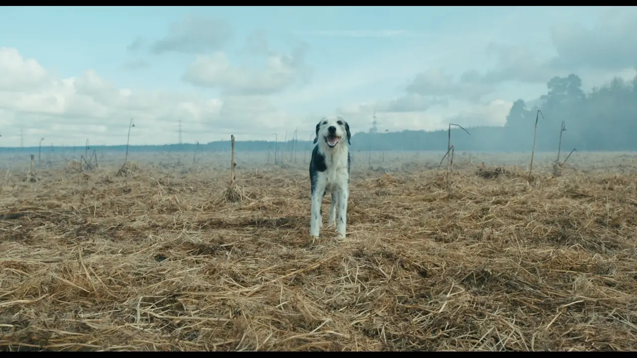 Der Hund begraben — trailer