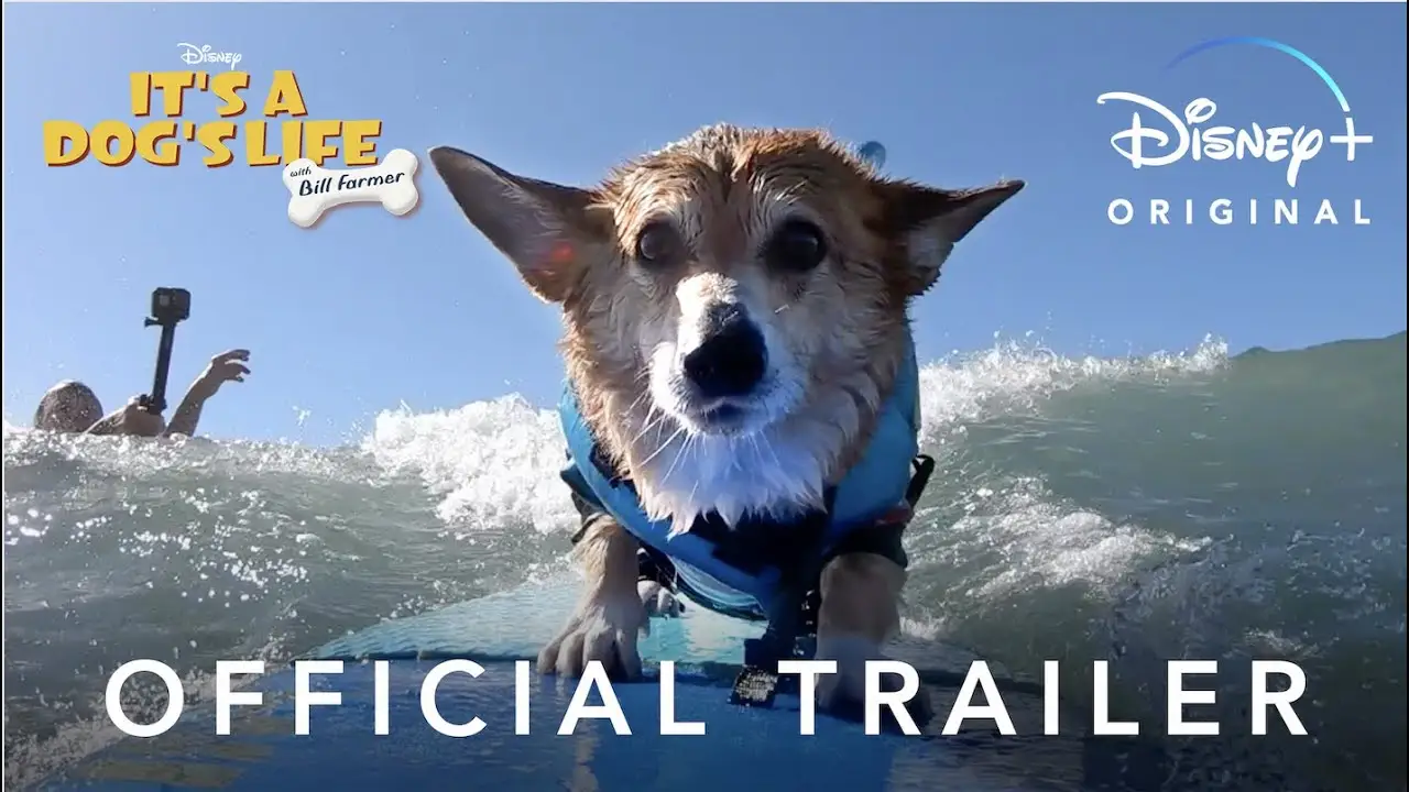 Dog’s Life — trailer