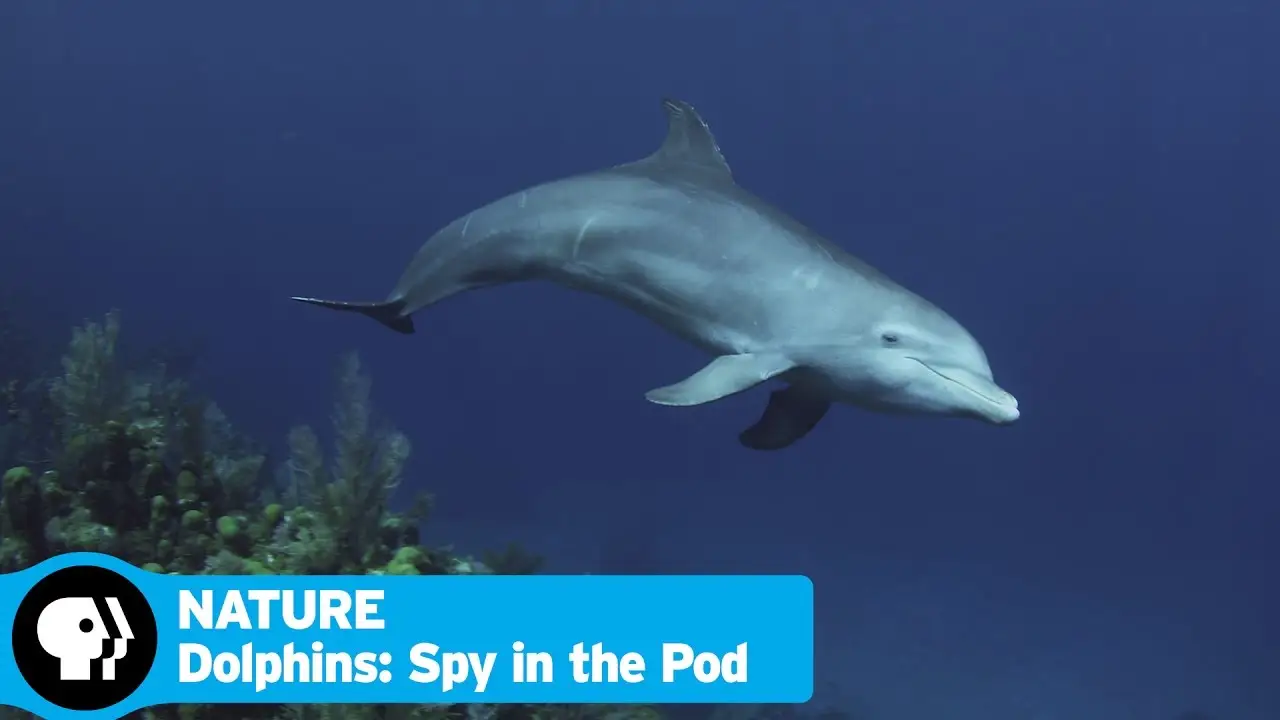 Dolphins - Spy in the Pod — трейлер