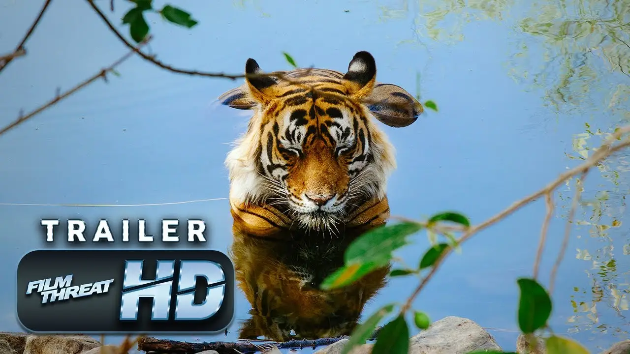 Tiger 24 — trailer