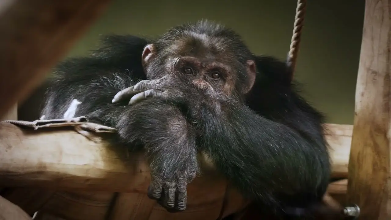 Unanimal — tráiler