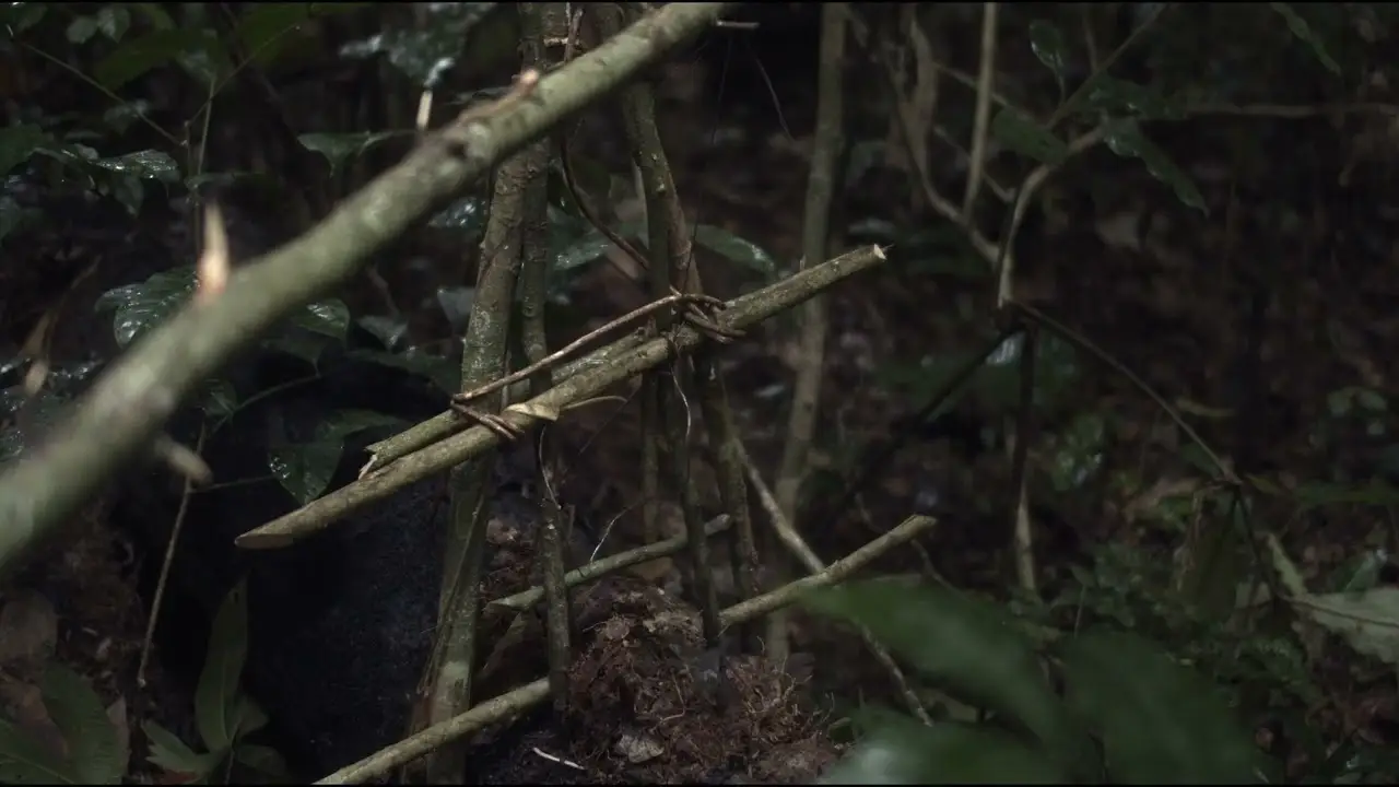 L'arbre de l'authenticité — trailer