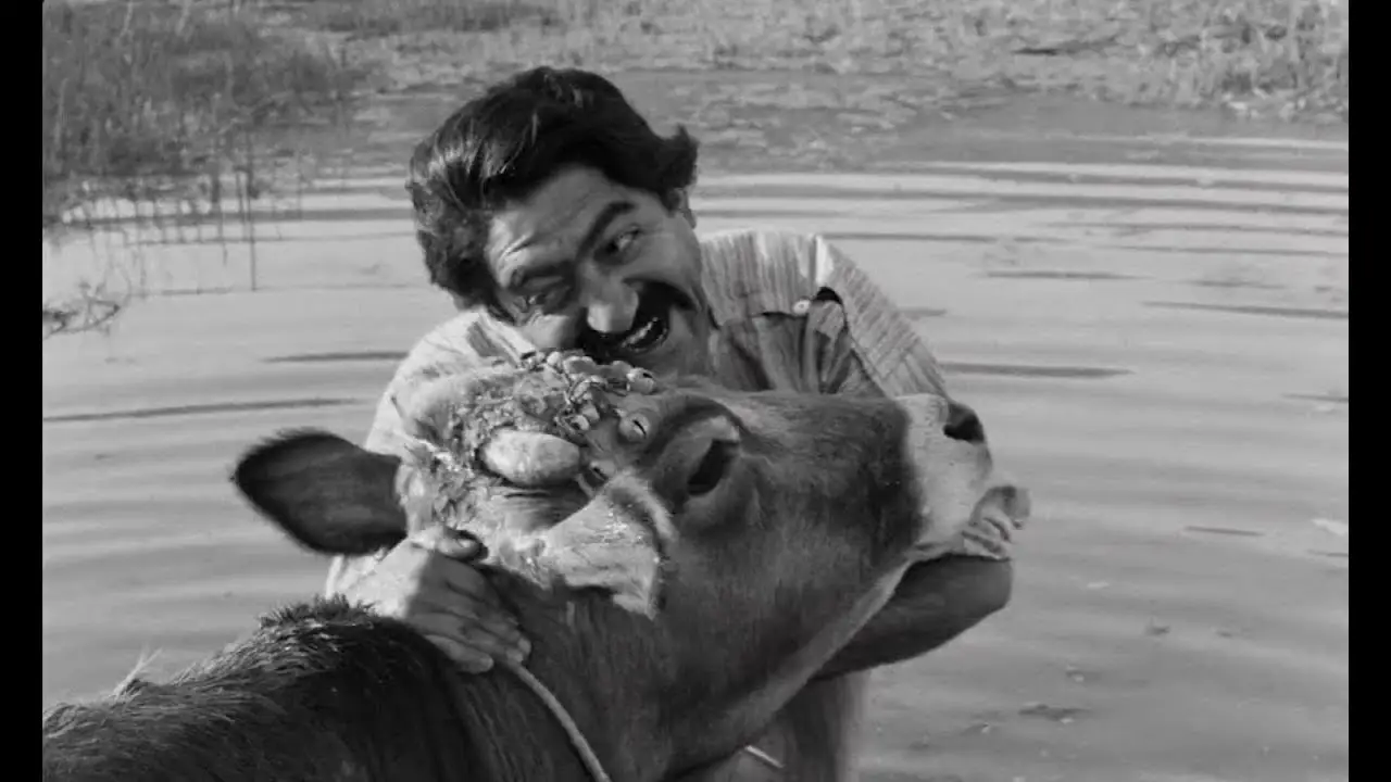 The Cow — trailer