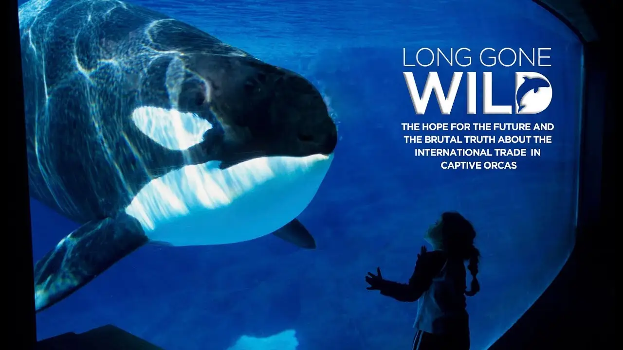 Long Gone Wild — trailer
