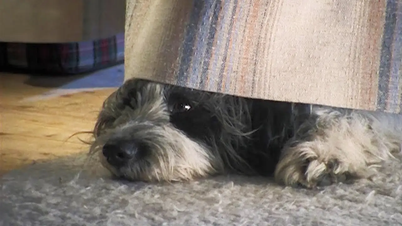 Weihnachten mit Willy Wuff — трейлер