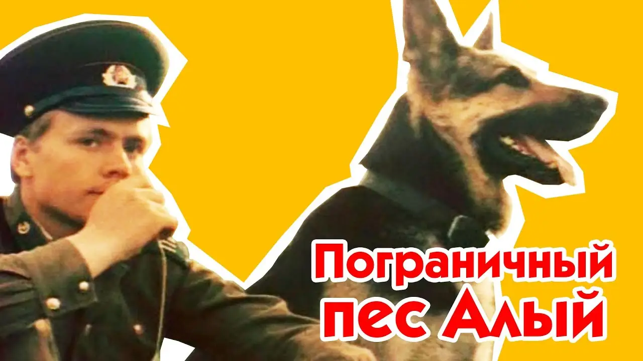Border dog Alyi — tráiler