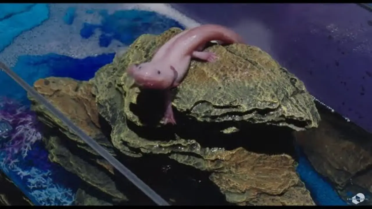 Poissonsexe — трейлер