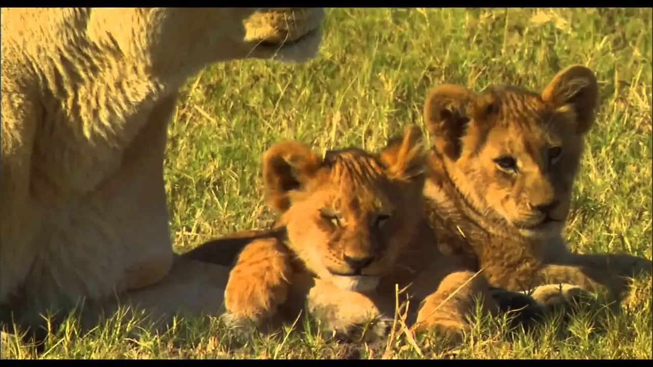 The Last Lions — трейлер