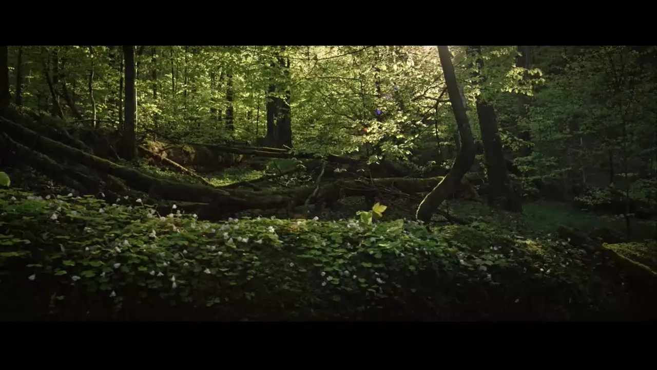 Der wilde Wald — trailer