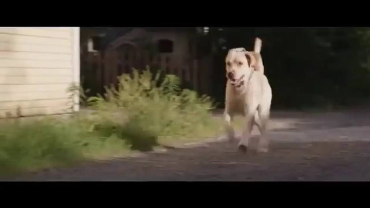 Marshall the Miracle Dog — trailer