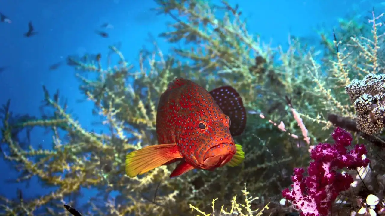 Journey to the South Pacific — trailer