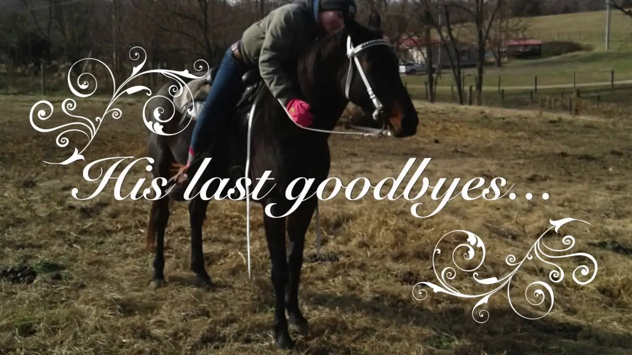 Black Beauty — tráiler