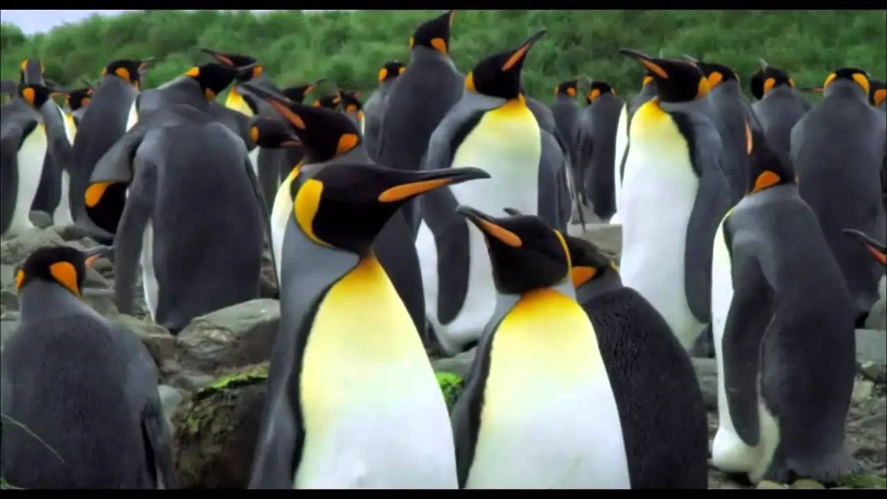 The Penguin King 3D — trailer