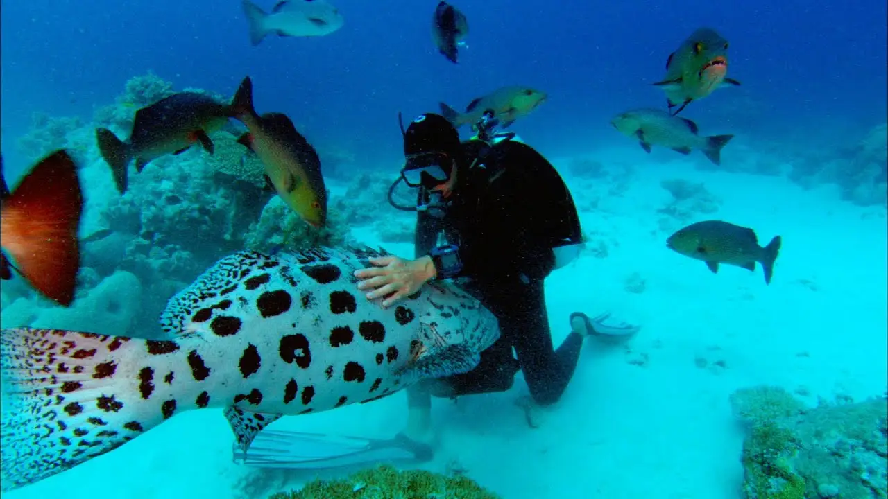 Sharkwater — trailer