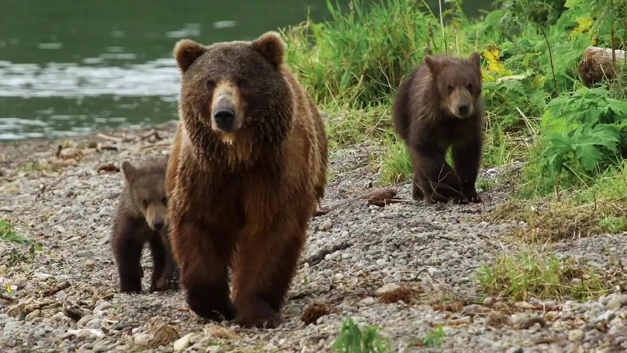 Kamchatka Bears. Life Begins — tráiler