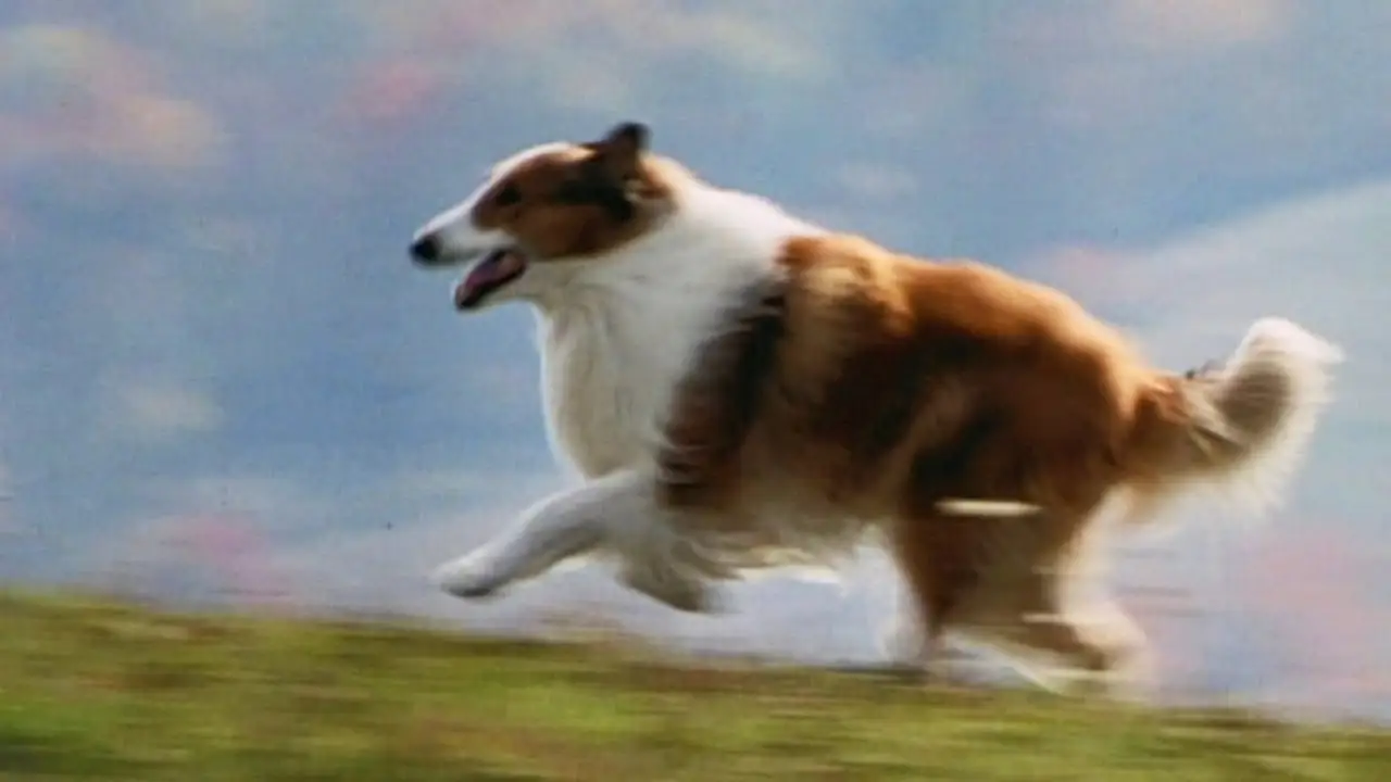 Lassie — trailer
