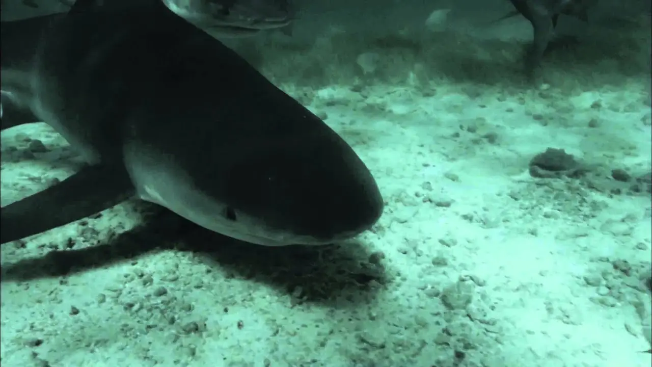 72 Dangerous Animals: Australia — trailer