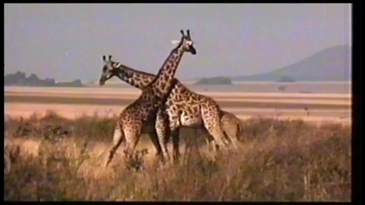 Serengeti Symphony — trailer