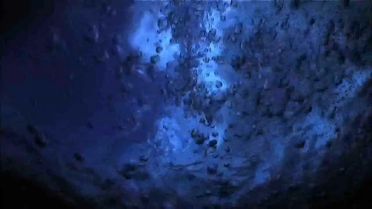 Marine Life — trailer
