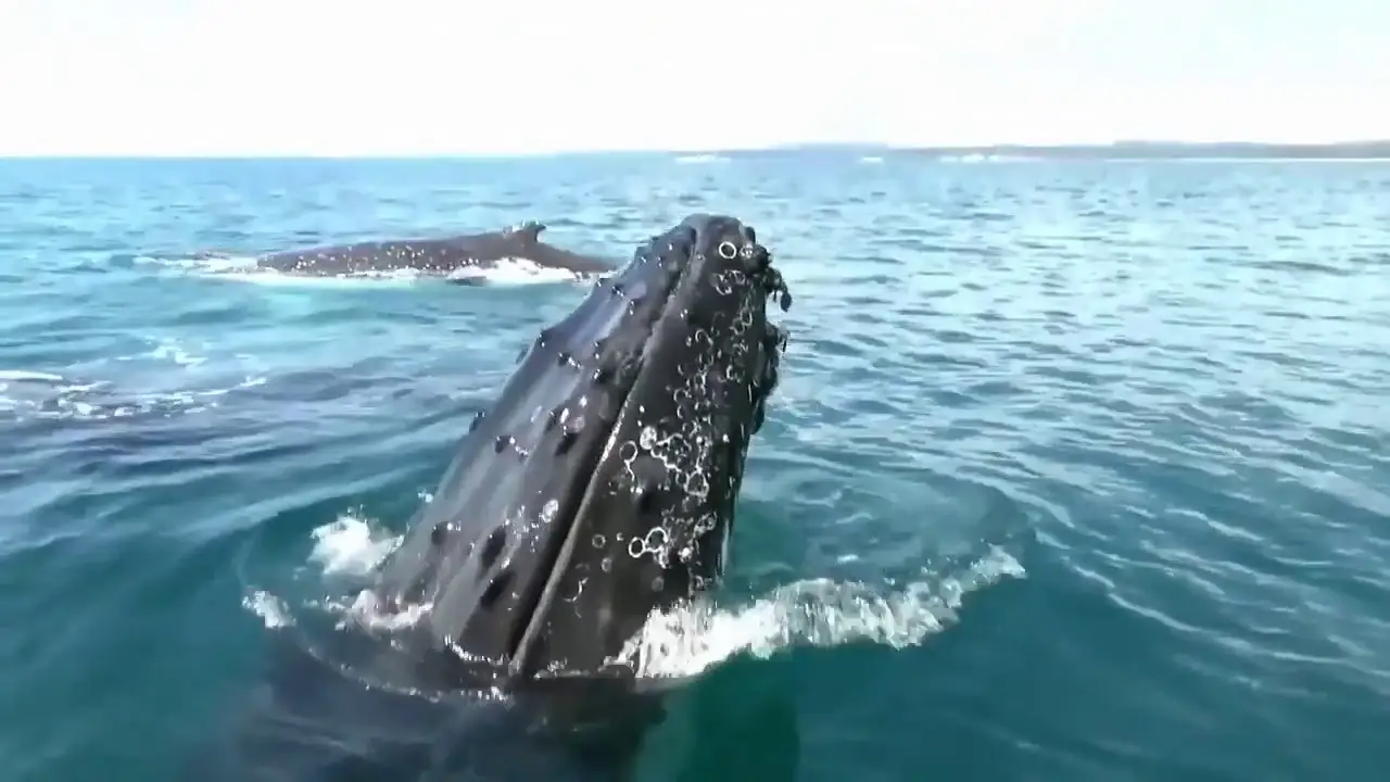 Dive! — trailer