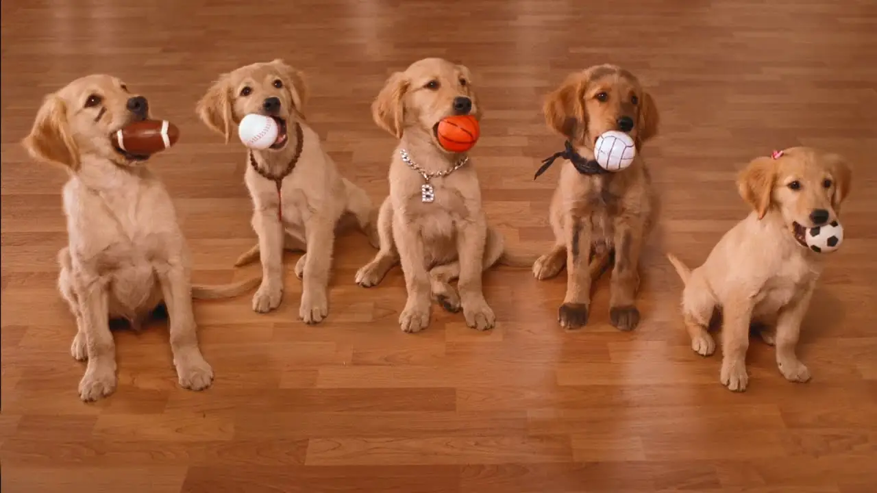 Air Buddies — tráiler