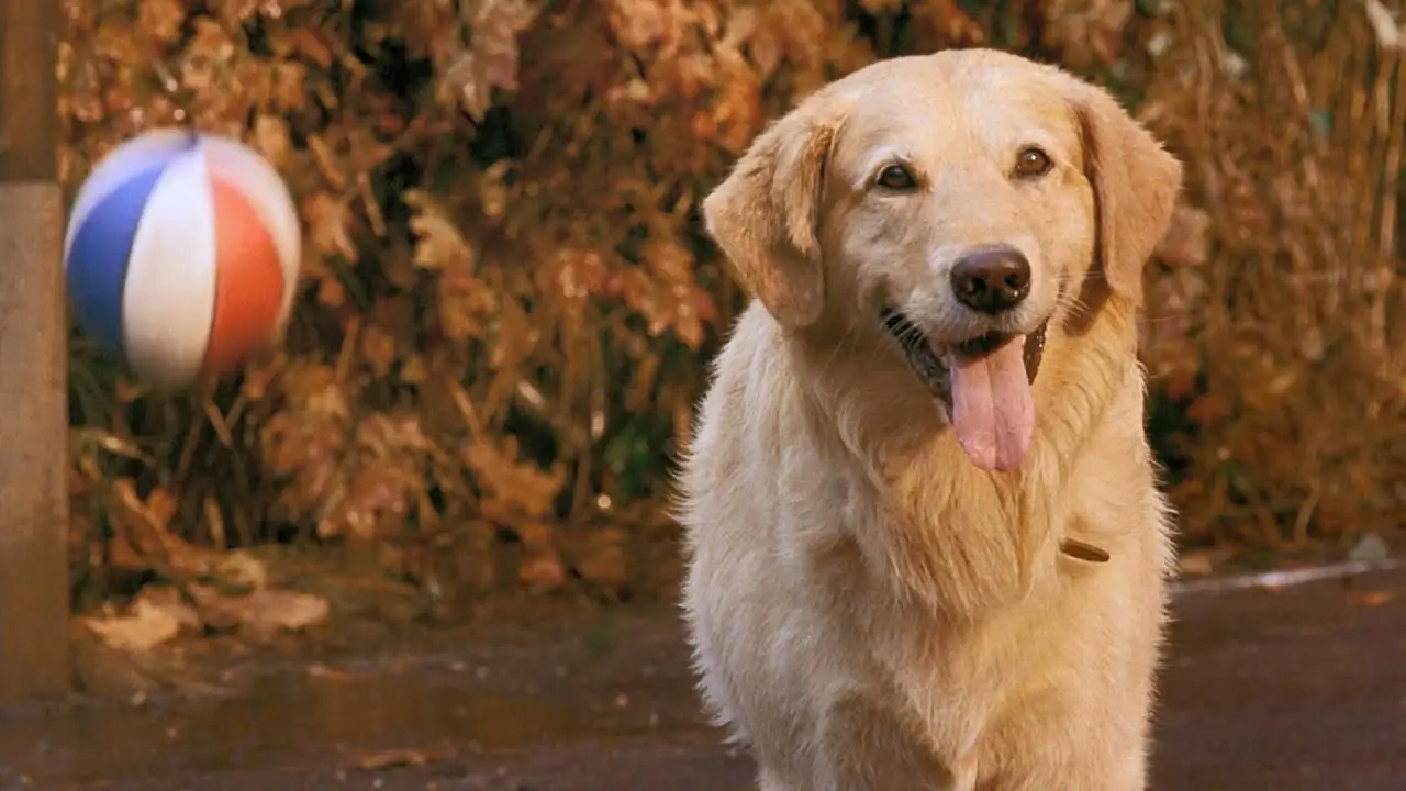 Air Bud — tráiler
