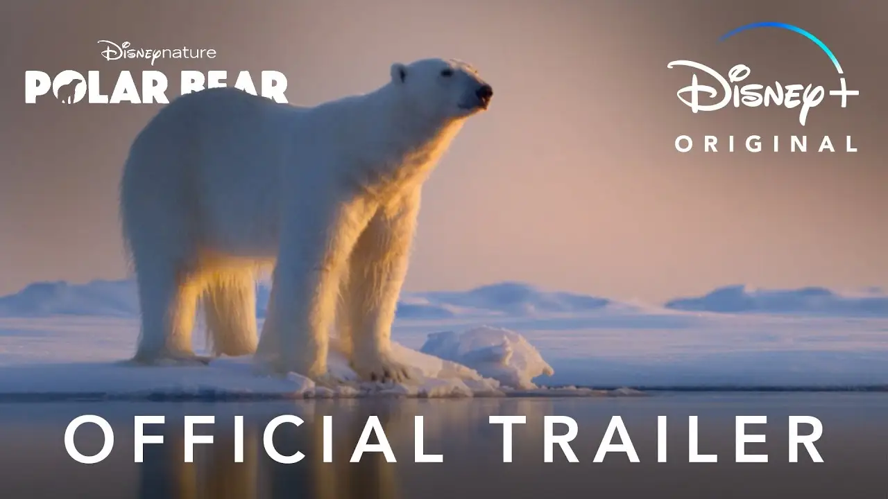 Polar Bear — трейлер