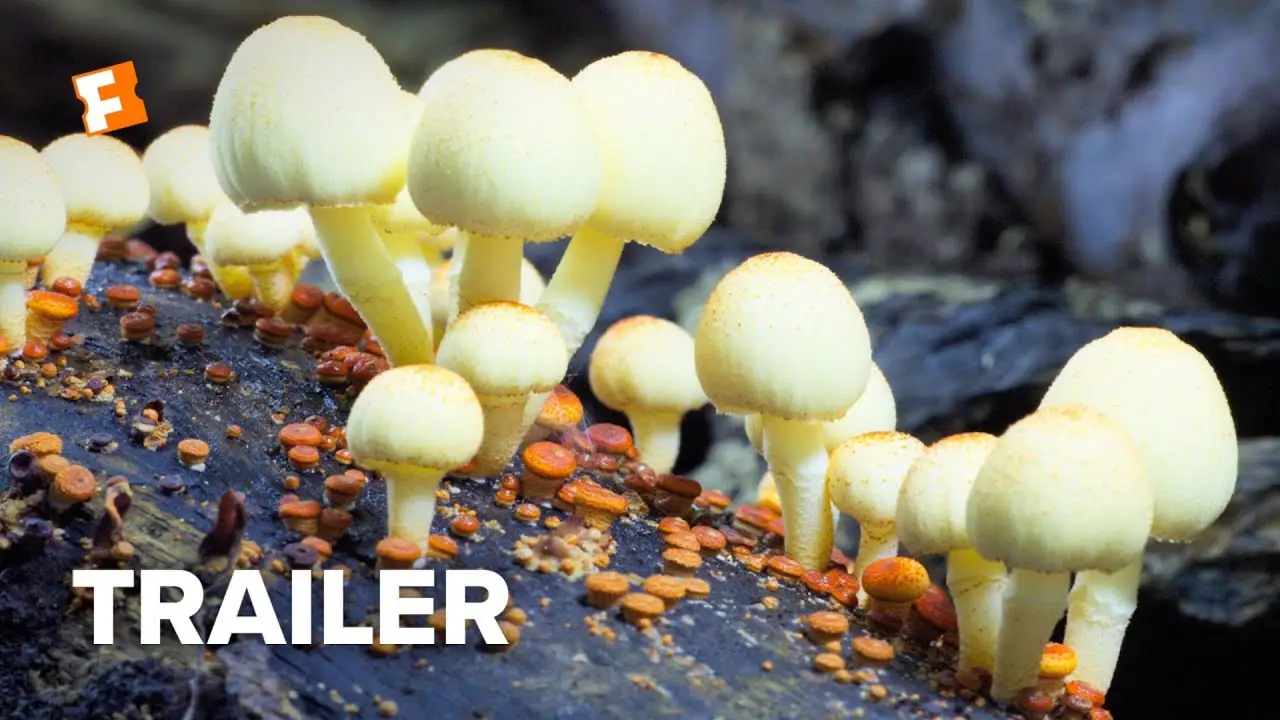 Fantastic Fungi — trailer