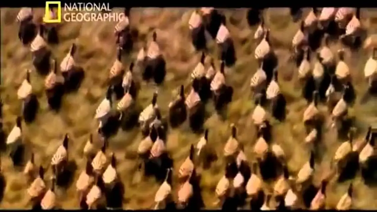 Great Migrations — tráiler