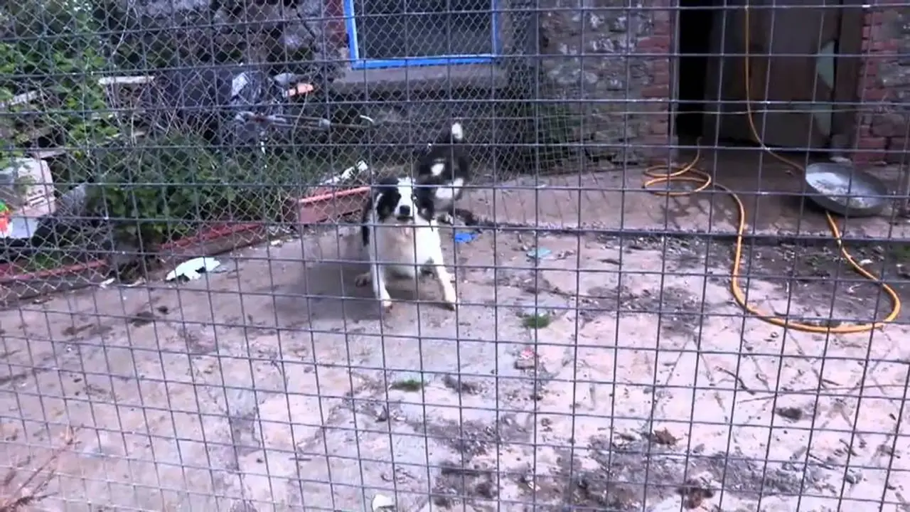 The Dog Rescuers — tráiler