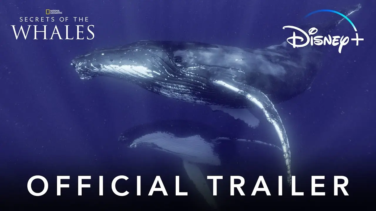 Secrets of the Whales — trailer