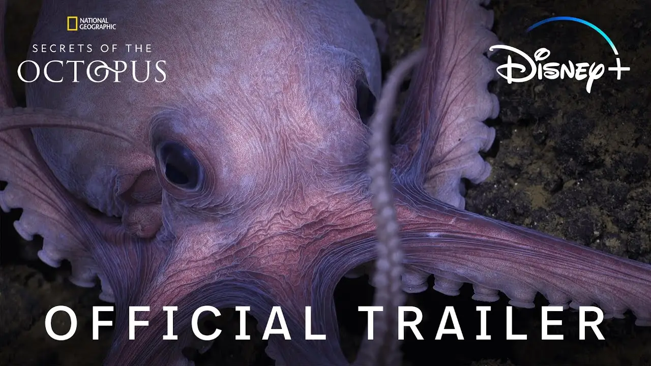 Secrets of the Octopus — трейлер