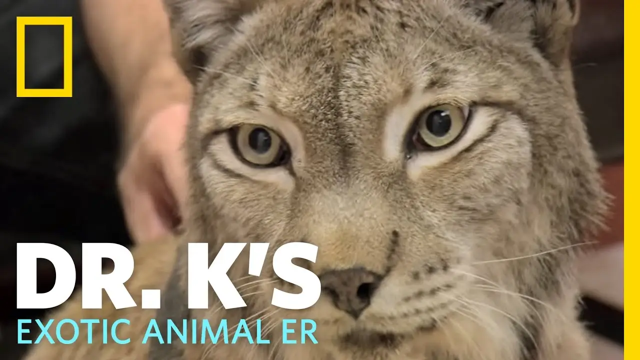 Dr. K's Exotic Animal ER — трейлер