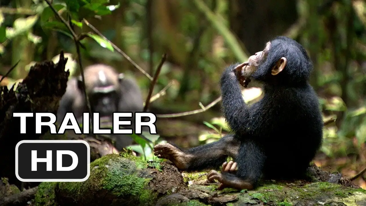 Chimpancés — tráiler