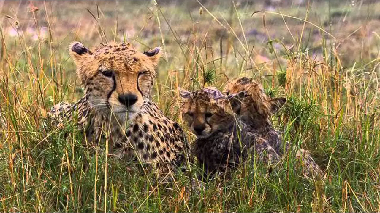African Cats — tráiler