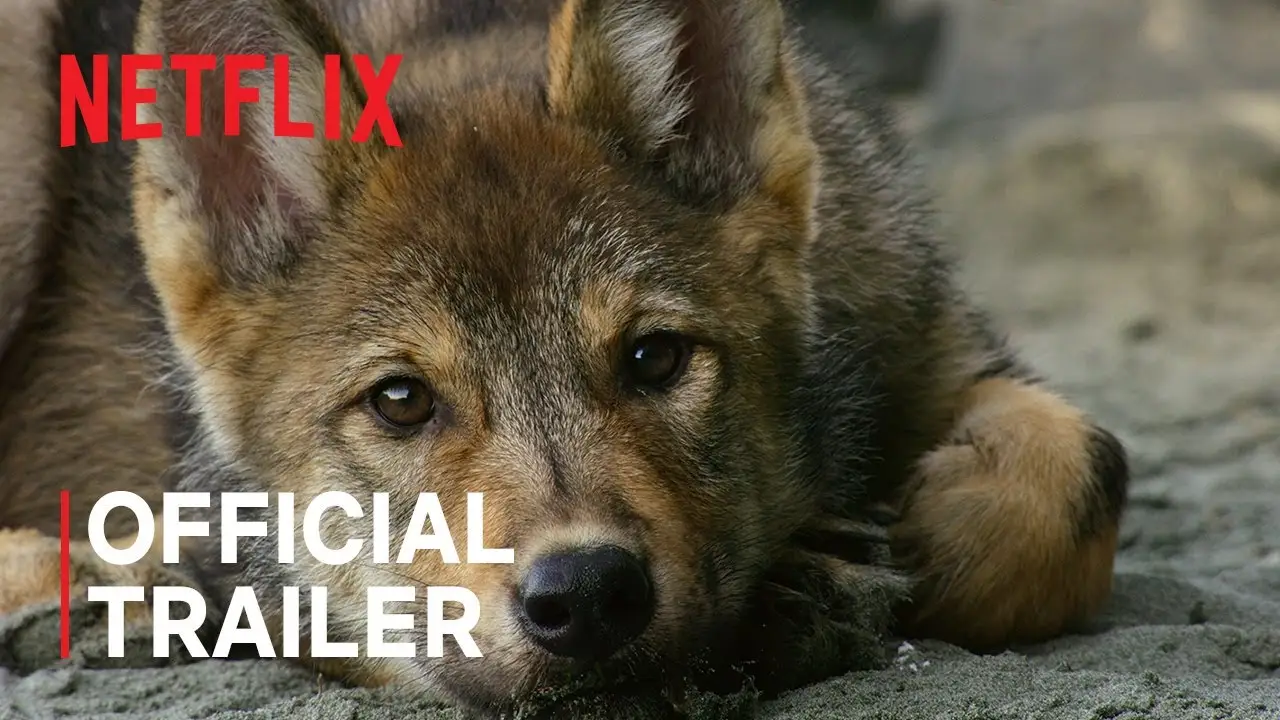 La isla de los lobos costeros — tráiler