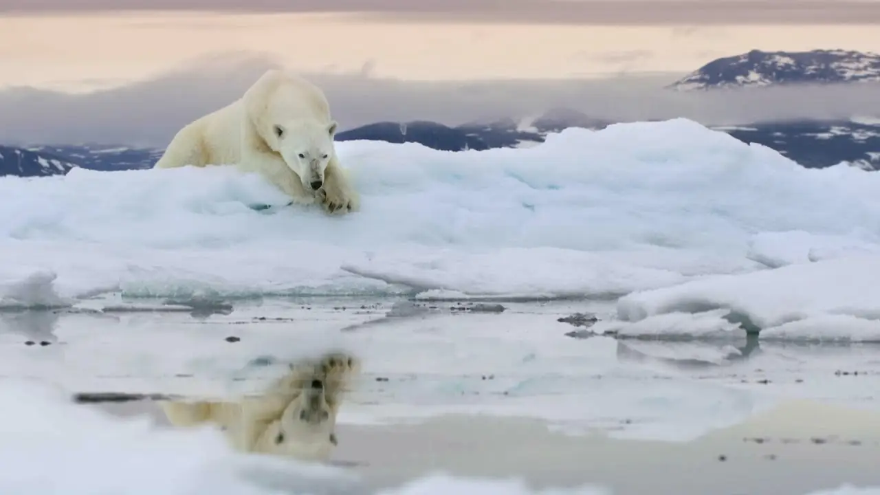 Frozen Planet II — трейлер