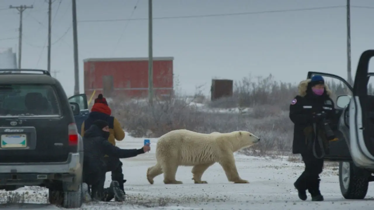 Nuisance Bear — trailer